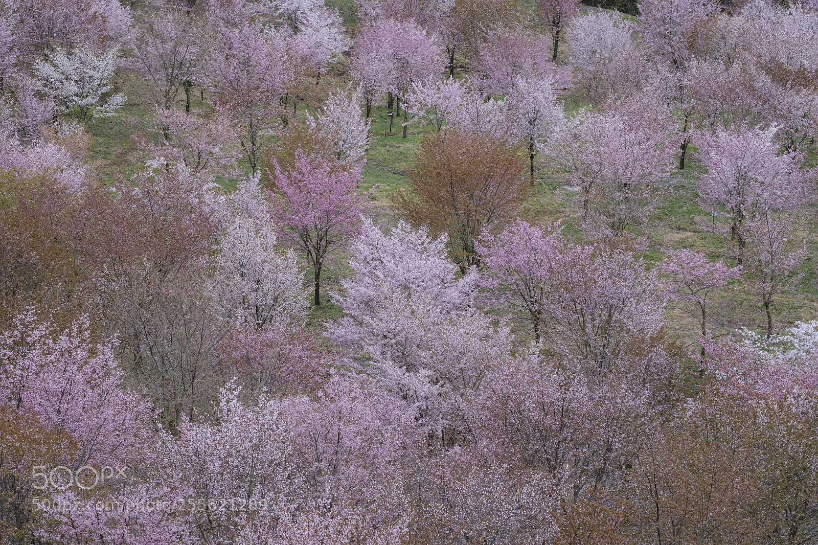 Fujifilm X-T2 sample photo. Sakura sakura photography
