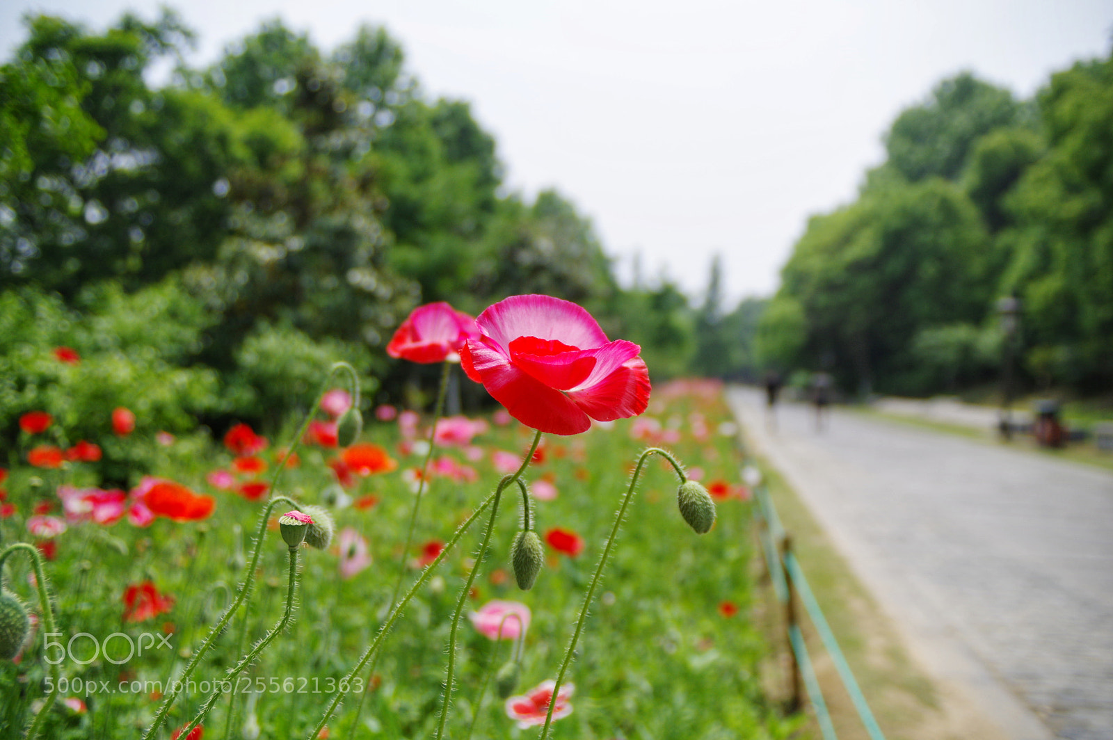 Pentax K-3 II sample photo. Untitled photography