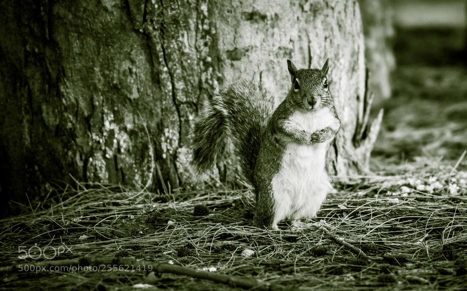 Nikon D5000 sample photo. Black and white squirrel photography