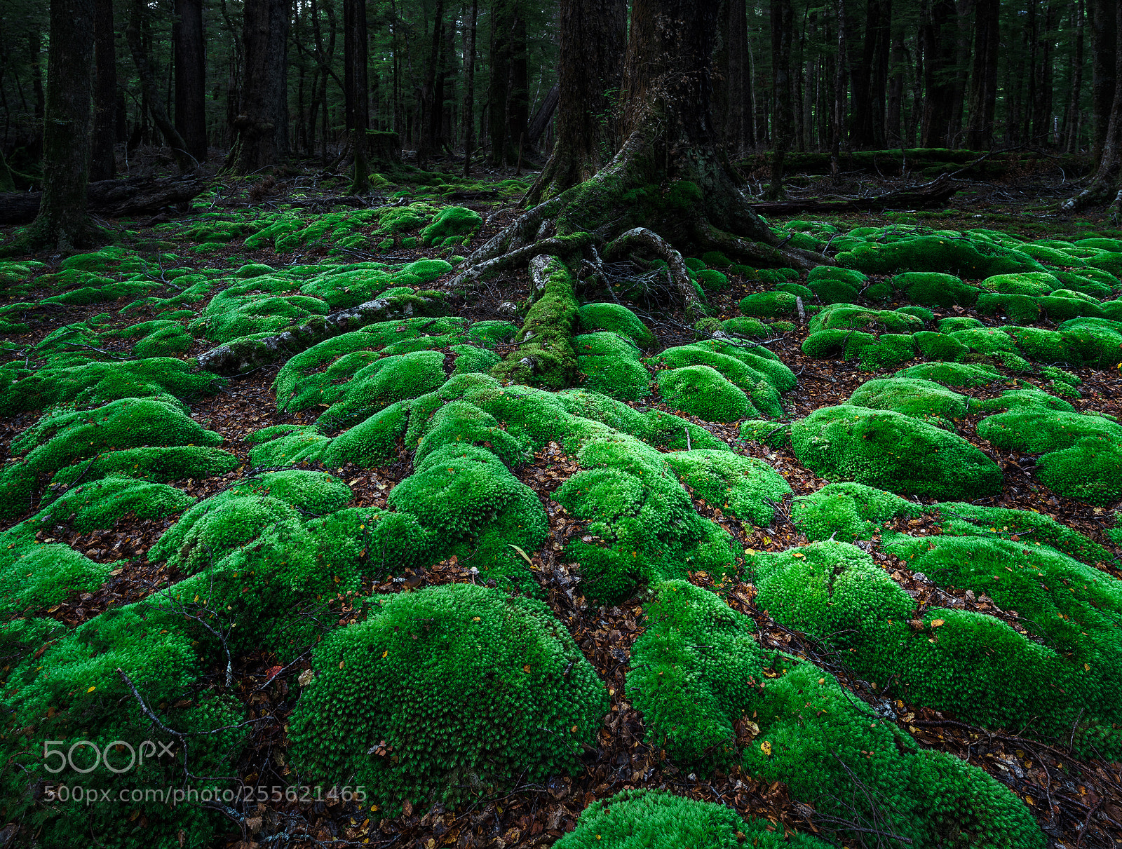 Sony a7R III sample photo. Forest photography
