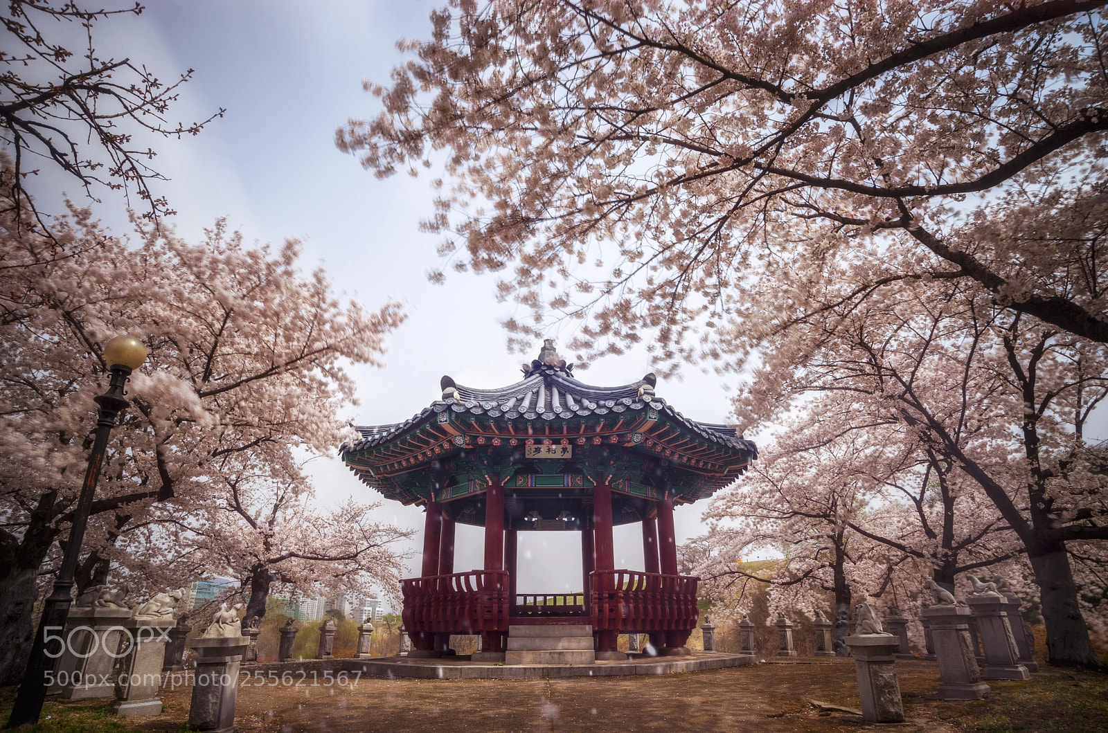 Sony a7 sample photo. Cherry trees in jamsil photography