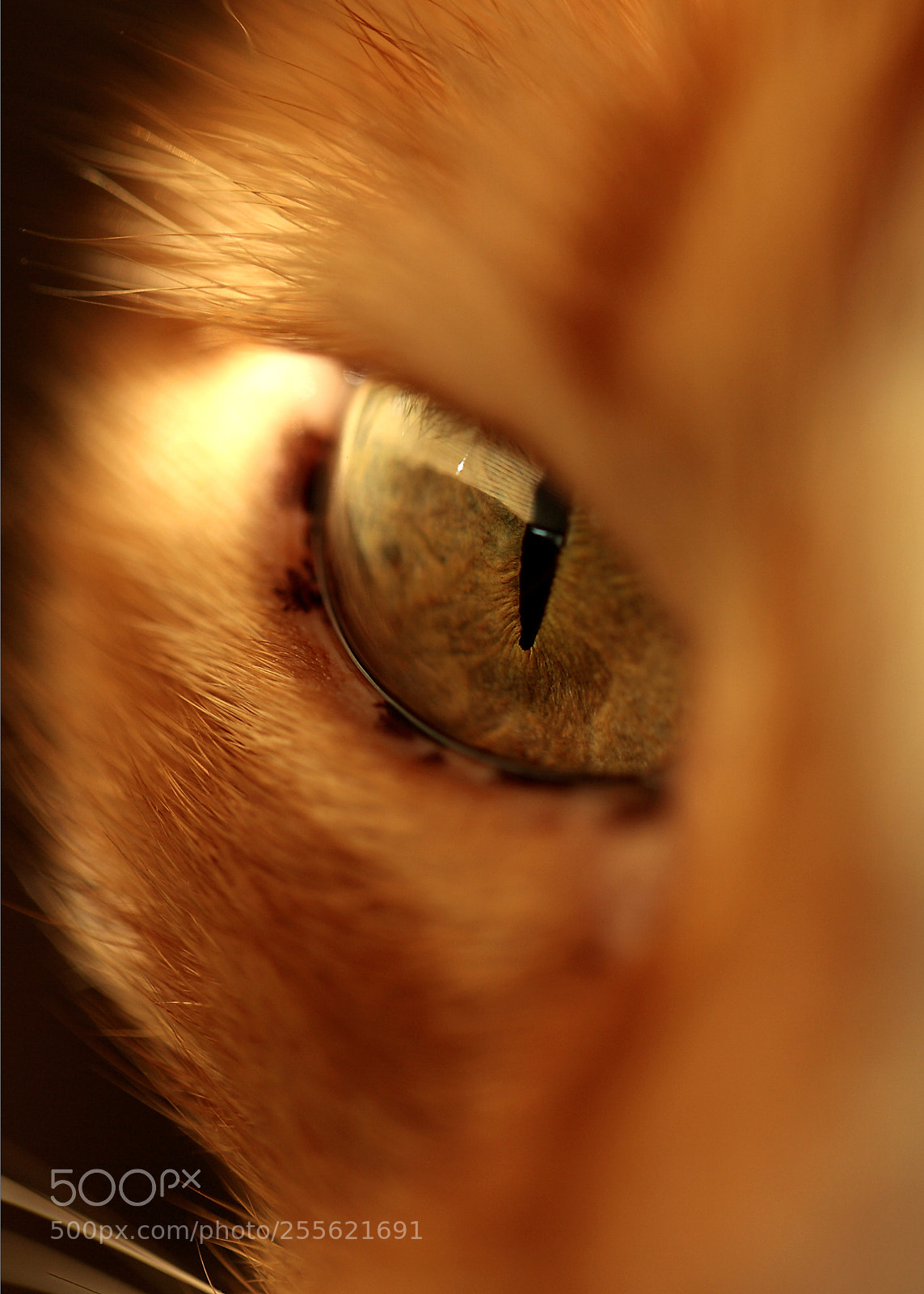 Canon EOS-1D Mark II N sample photo. Hypnotic photography