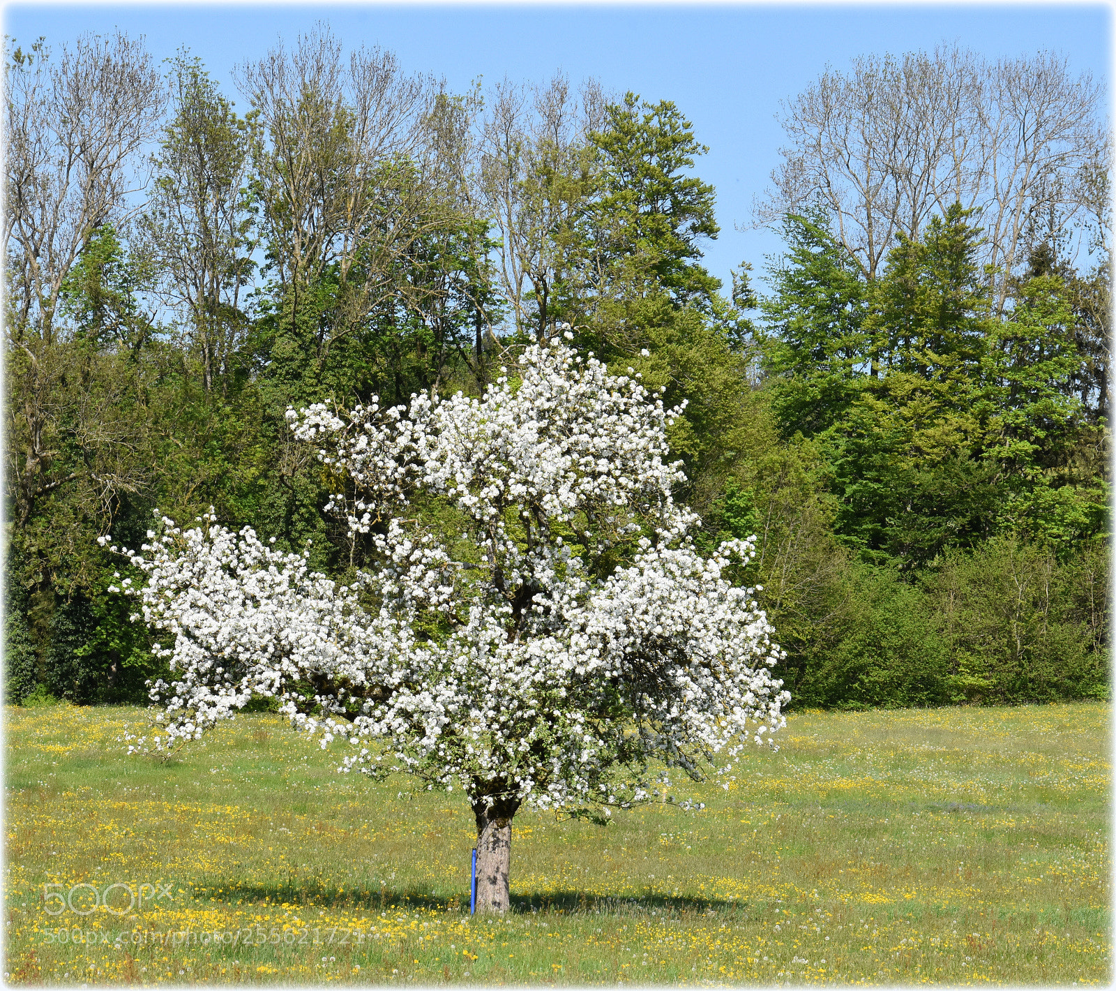 Nikon D7200 sample photo. "blossom-tree" photography