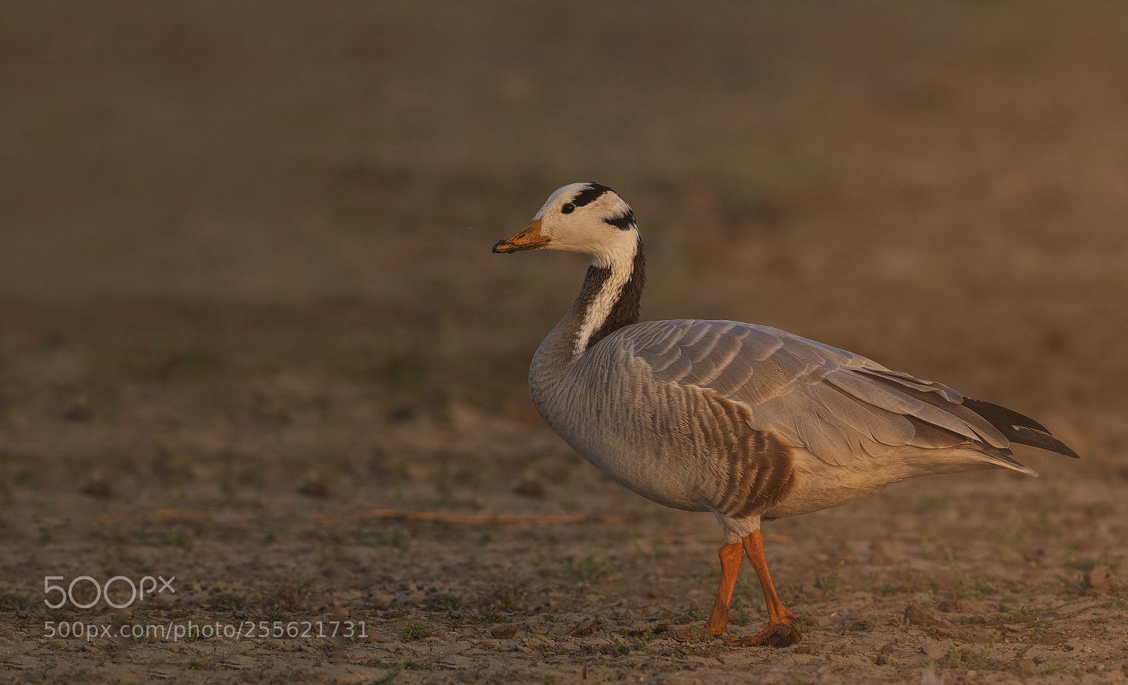 Nikon D500 sample photo. Bar headed goose photography