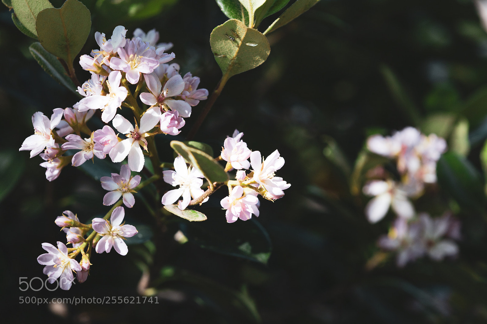 Canon EOS 6D Mark II sample photo. Flower photography