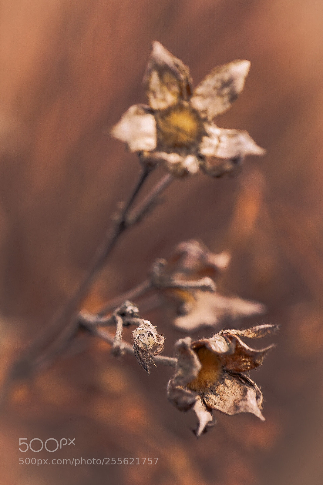 Sony a7 II sample photo. "relict 1" photography