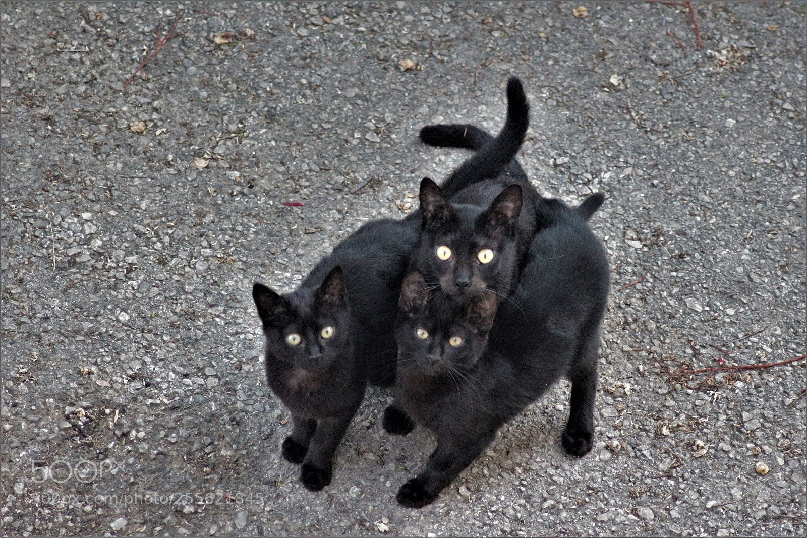Canon EOS 700D (EOS Rebel T5i / EOS Kiss X7i) sample photo. Two kittens and morher photography
