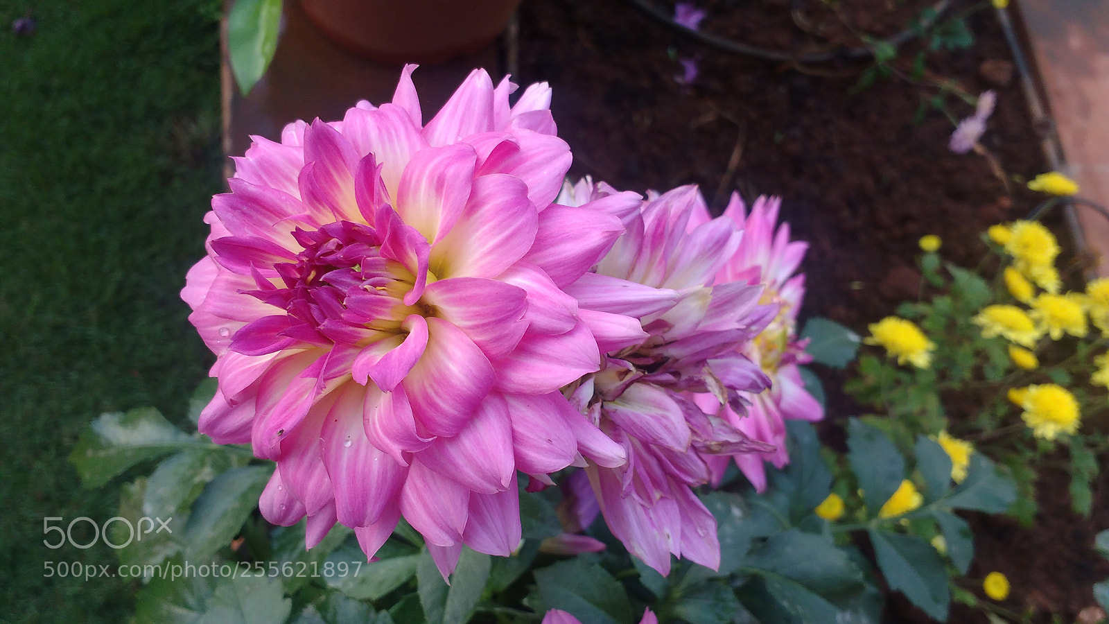 Motorola MotoG3 sample photo. Lavender photography