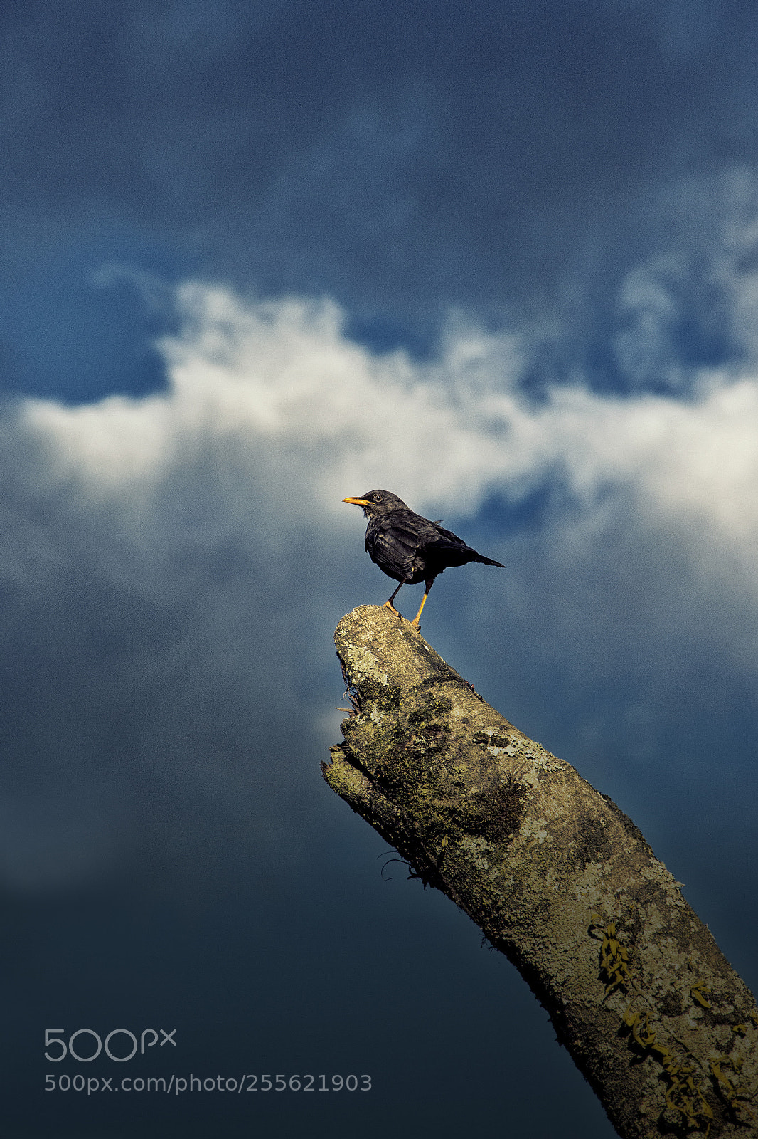 Canon EOS 60D sample photo. Mirlo photography