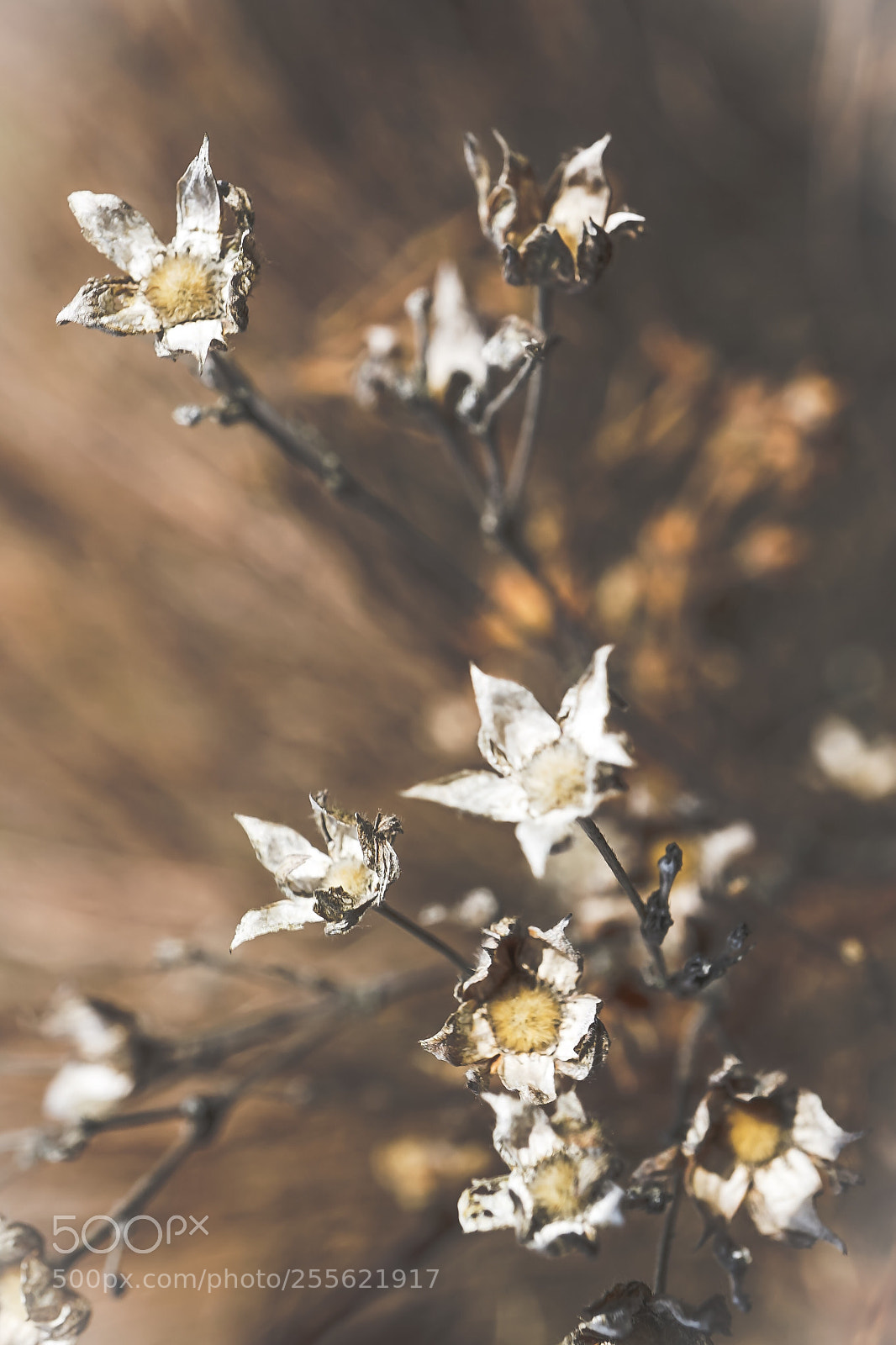 Sony a7 II sample photo. "relict 2" photography