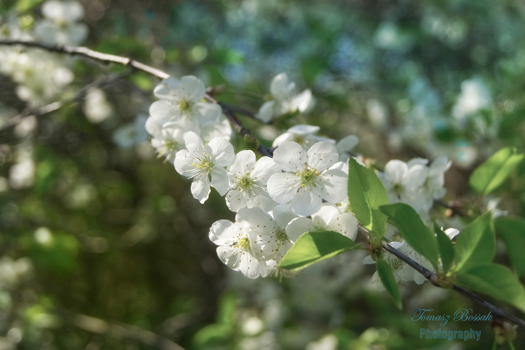 Sony Alpha DSLR-A450 sample photo. Appel tree photography