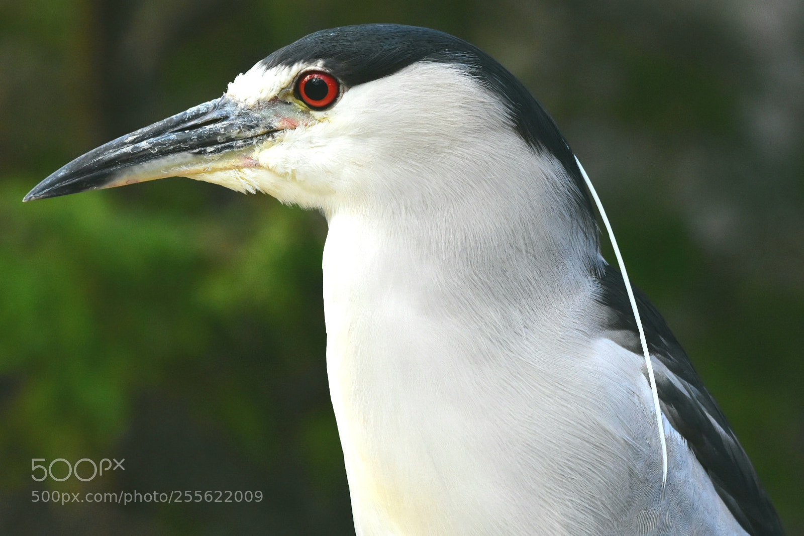 Nikon D7200 sample photo. Heron 32 - night photography