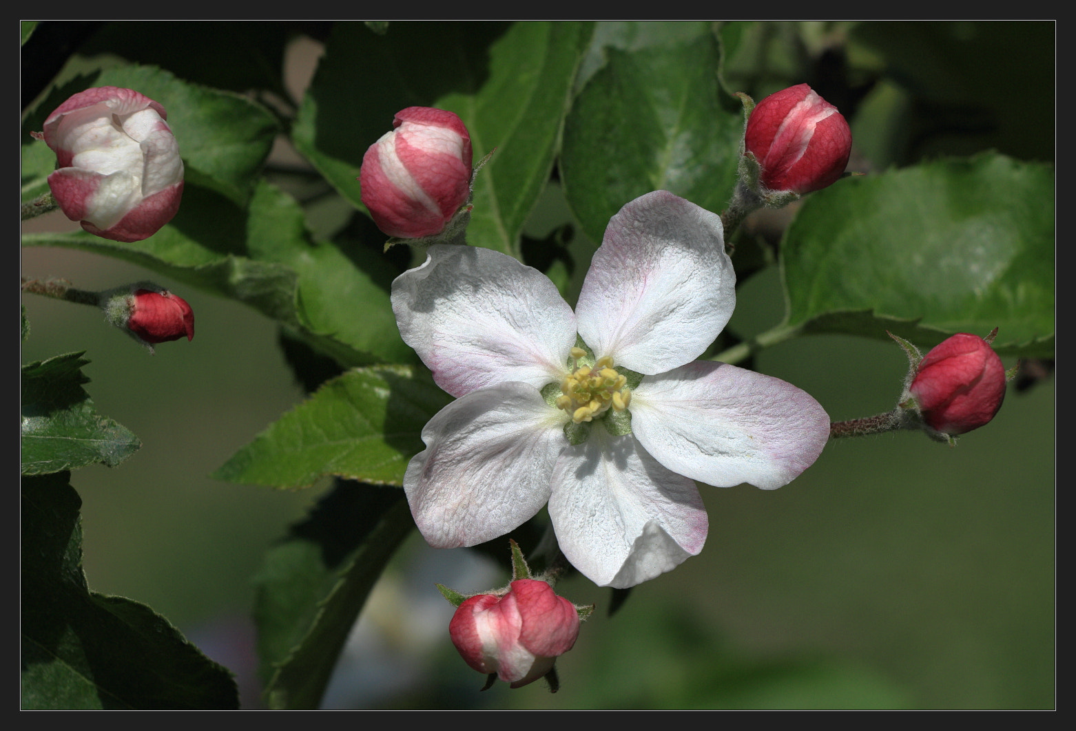 Canon EOS 70D + Canon EF-S 18-135mm F3.5-5.6 IS USM sample photo. Apple tree flower photography
