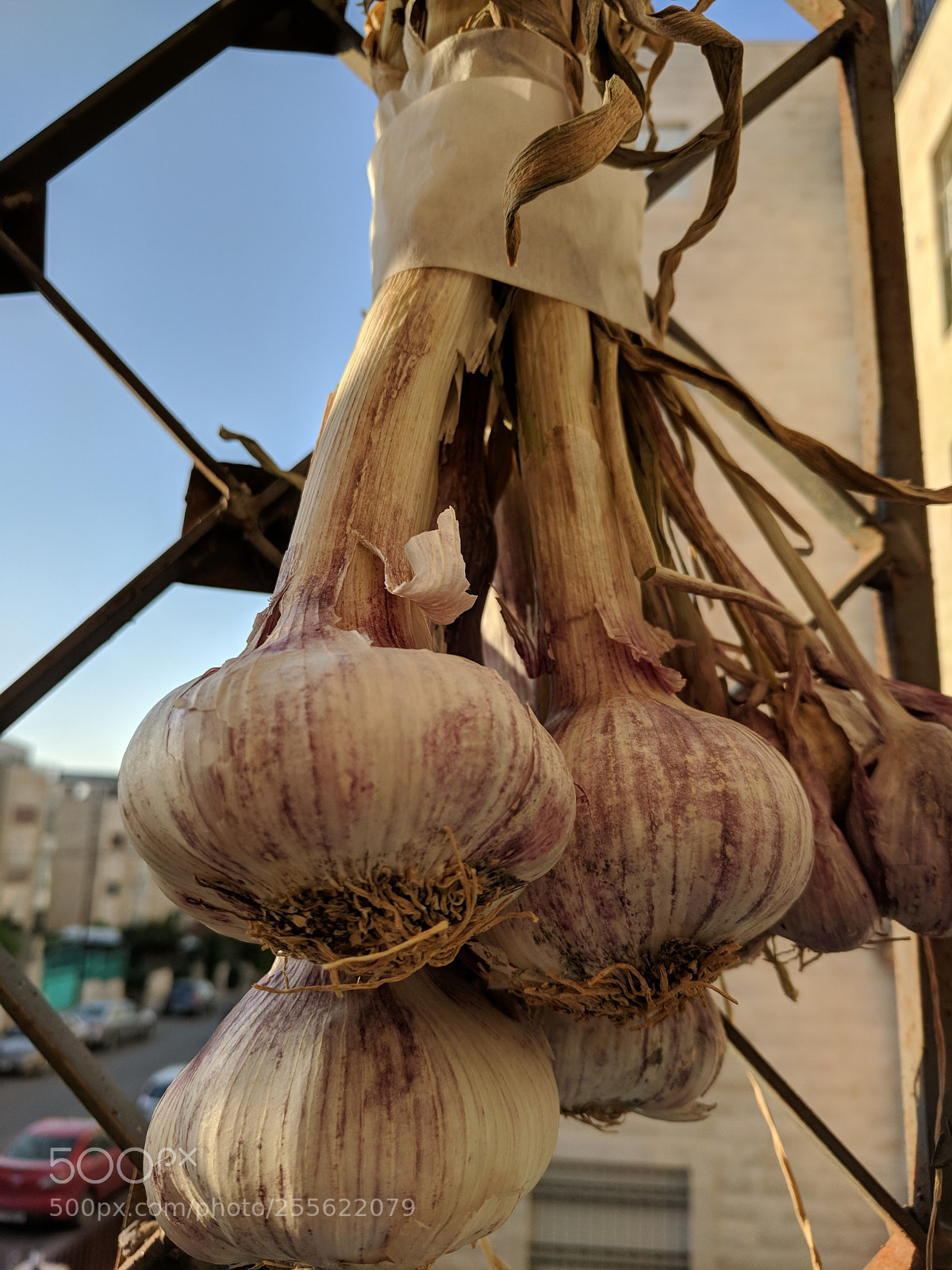 Google Pixel sample photo. Garlic on balcony photography