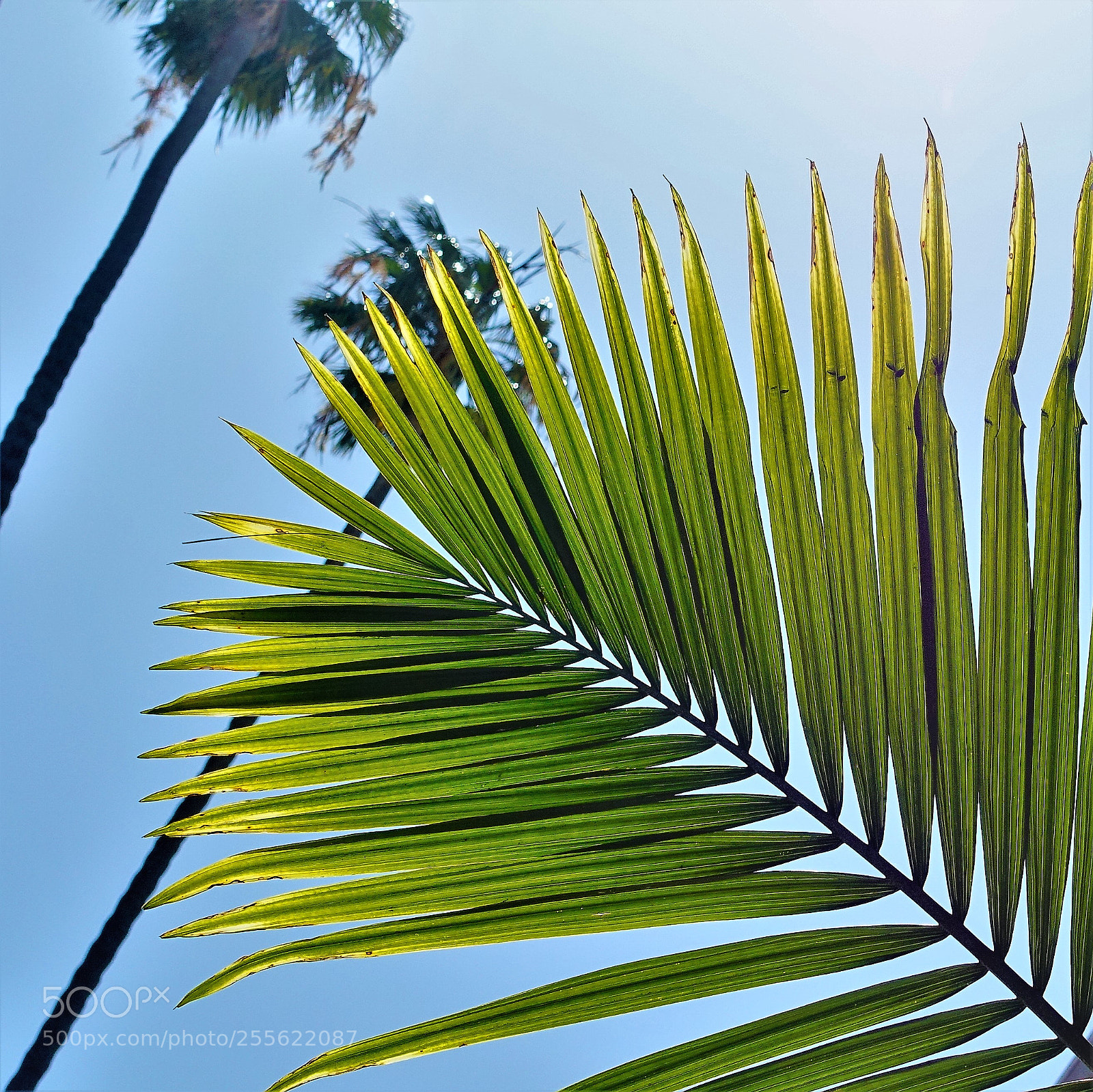 Sony Cyber-shot DSC-RX100 III sample photo. Palms against sky photography