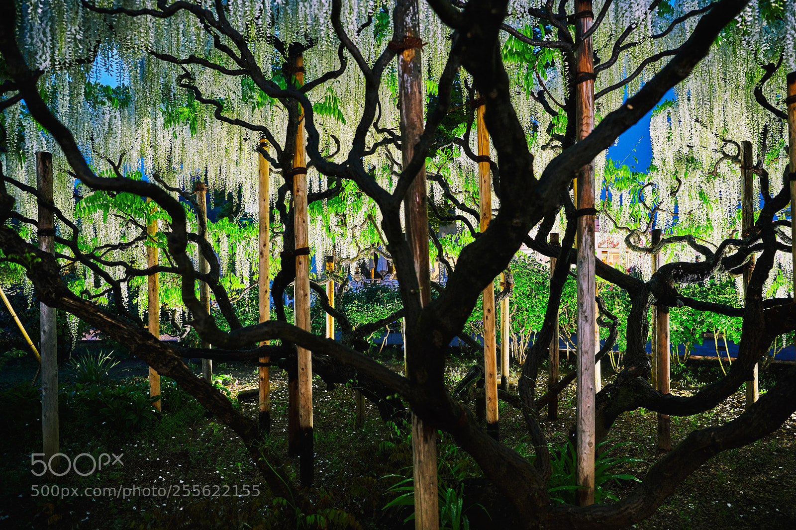 Nikon D850 sample photo. White wisteria photography
