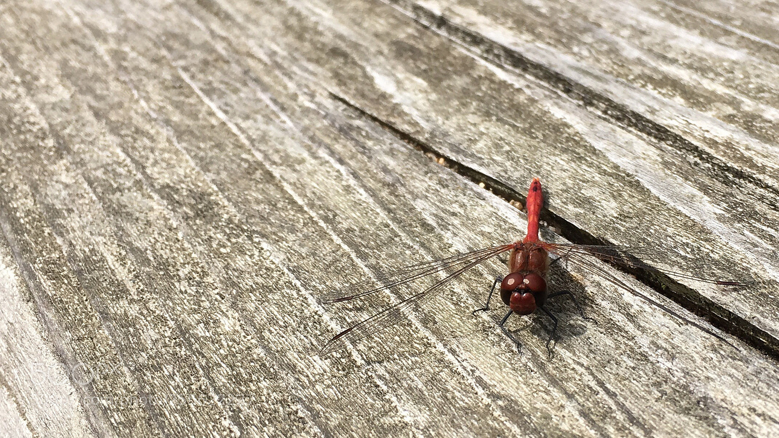 Apple iPhone 6s sample photo. Libelldra  photography