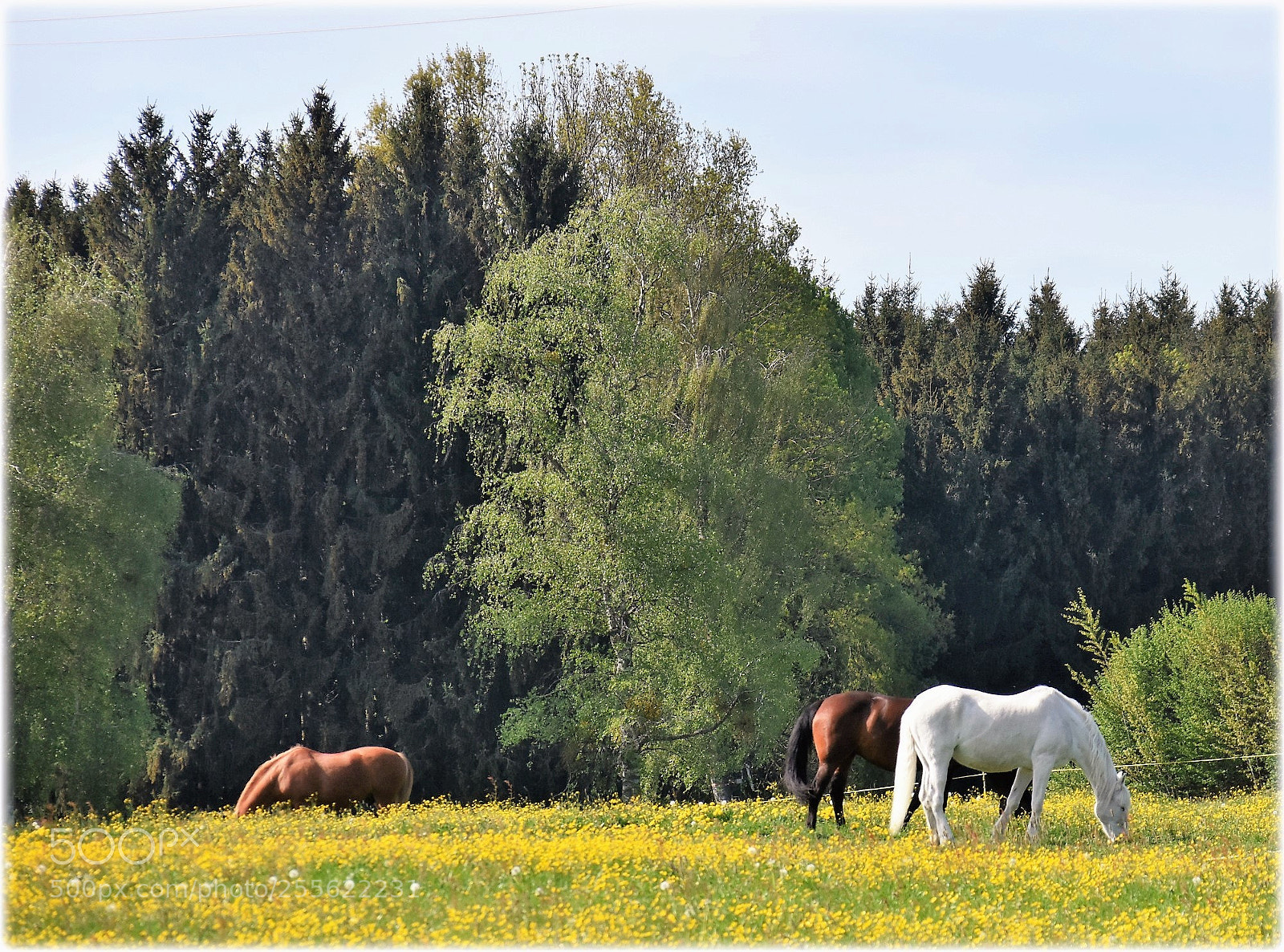 Nikon D7200 sample photo. "horses" photography