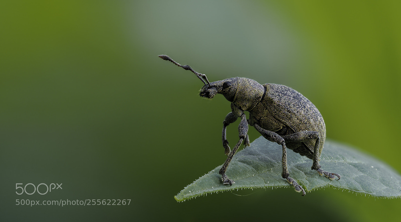 Olympus OM-D E-M1 Mark II sample photo. Curculionidae photography