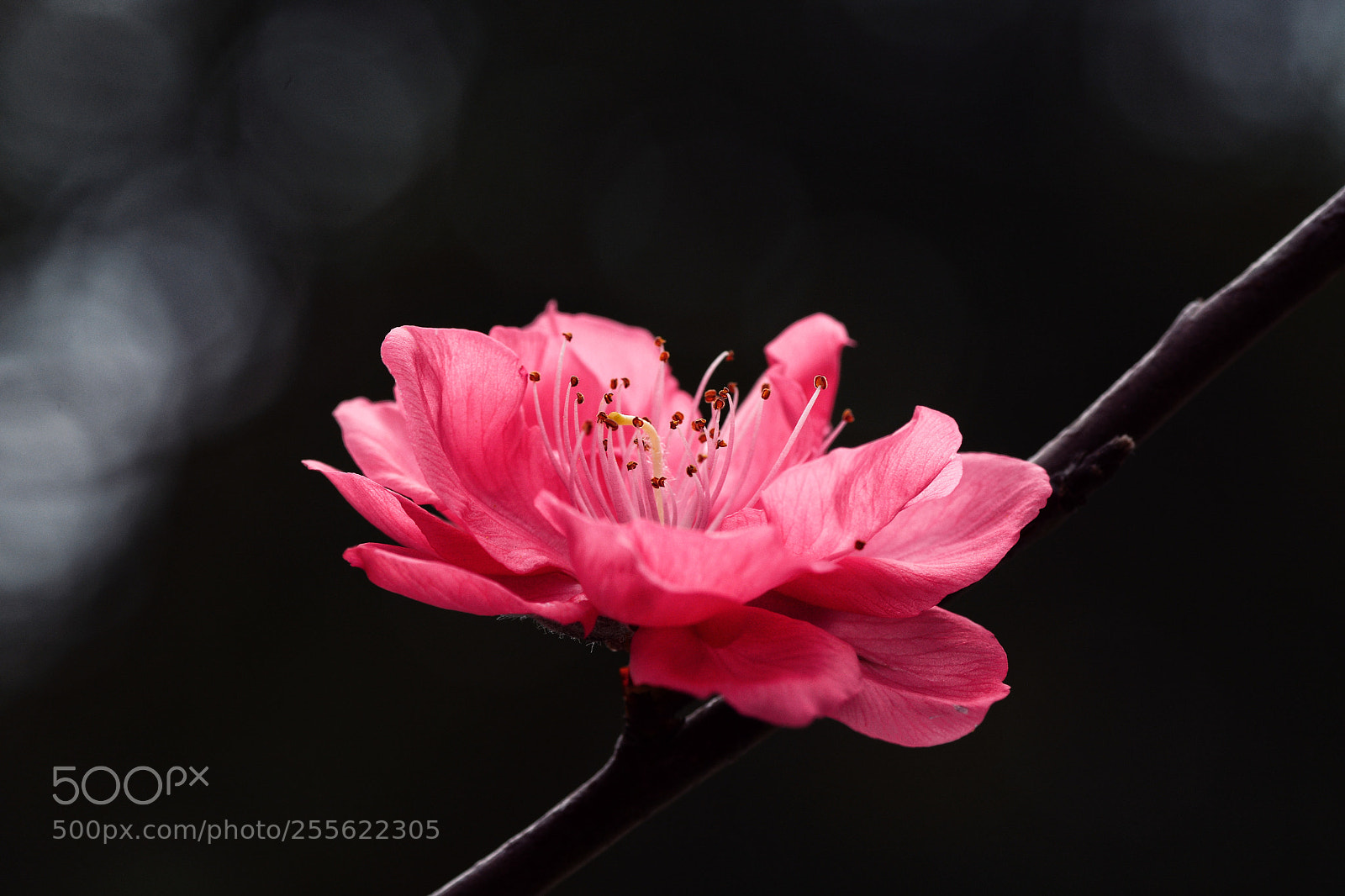 Nikon D7100 sample photo. Untitled photography