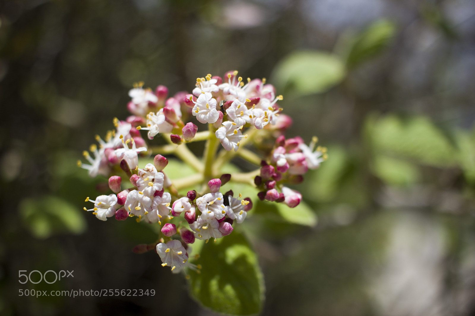 Canon EOS 600D (Rebel EOS T3i / EOS Kiss X5) sample photo. Beautiful flowers photography