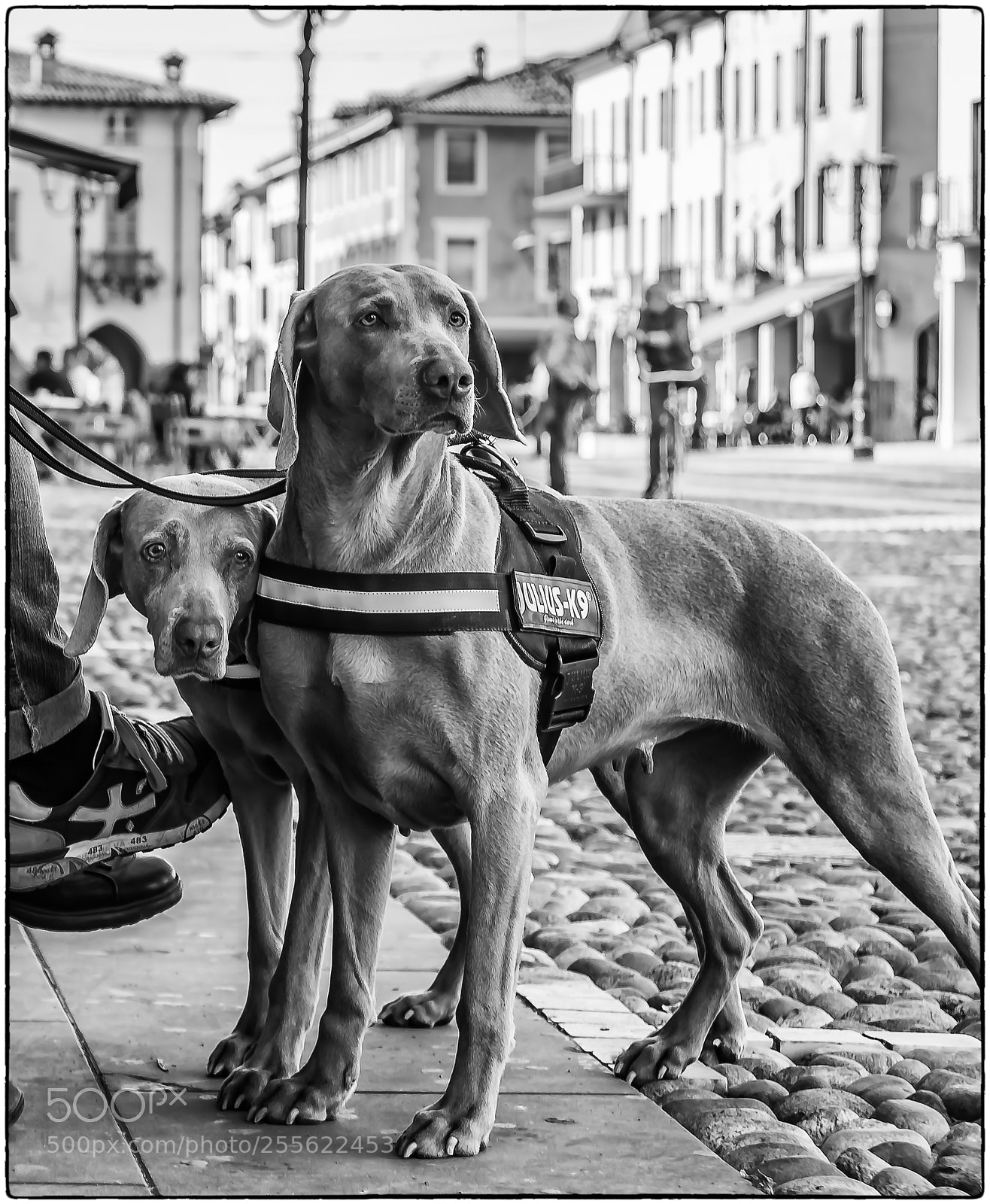 Nikon D800 sample photo. Hounds eyes photography