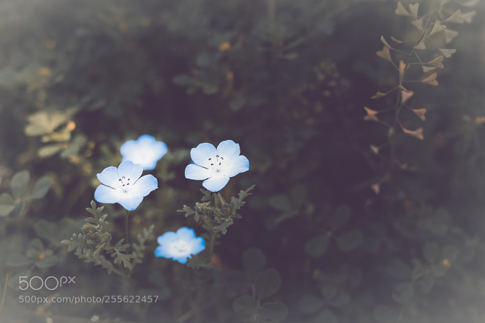 Canon EOS 5D Mark IV sample photo. Flowers photography