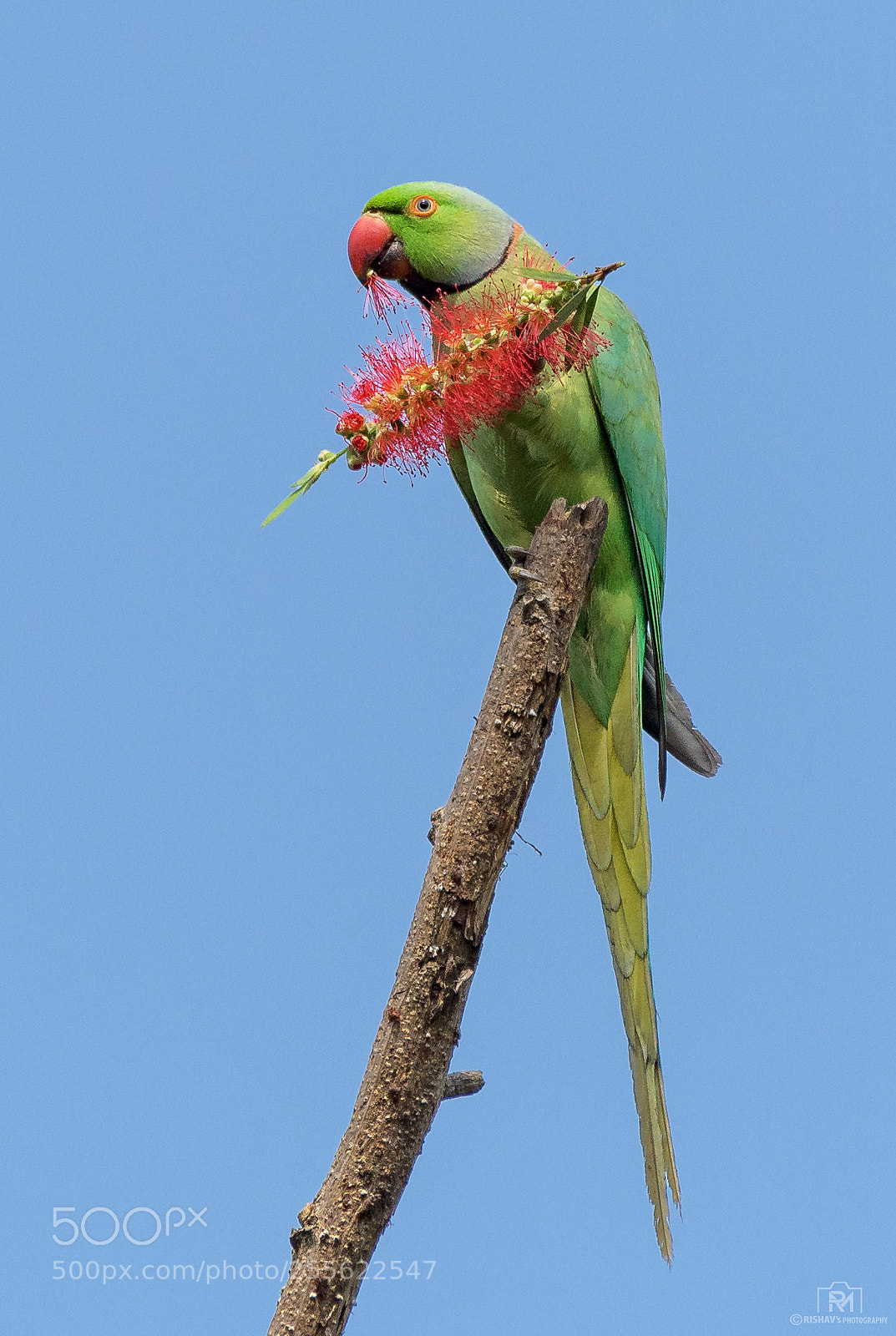 Nikon D500 sample photo. Rose ringed parakeet photography
