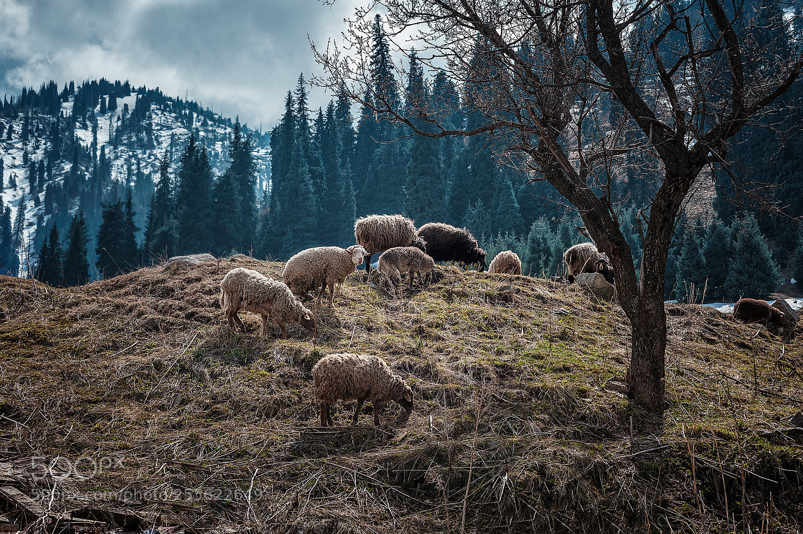 Nikon D700 sample photo. Sheep are grazed on photography