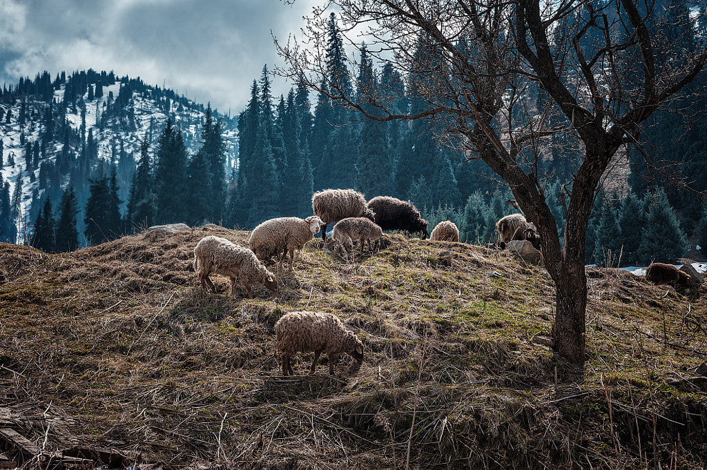 Sheep are grazed on a hillock, автор — Denis Morozov на 500px.com