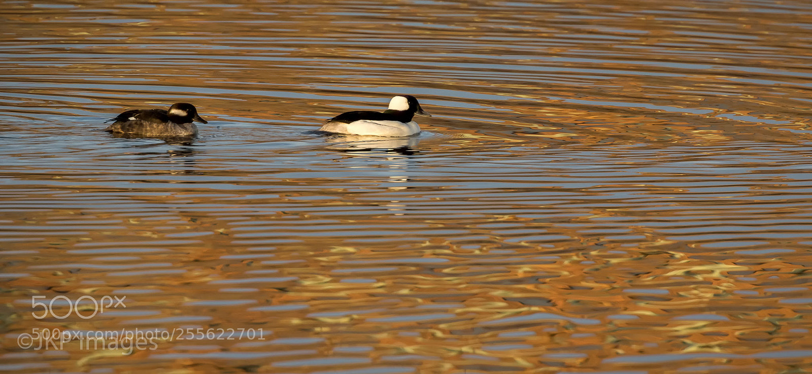 Canon EOS 7D Mark II sample photo. Sunrise ducks photography