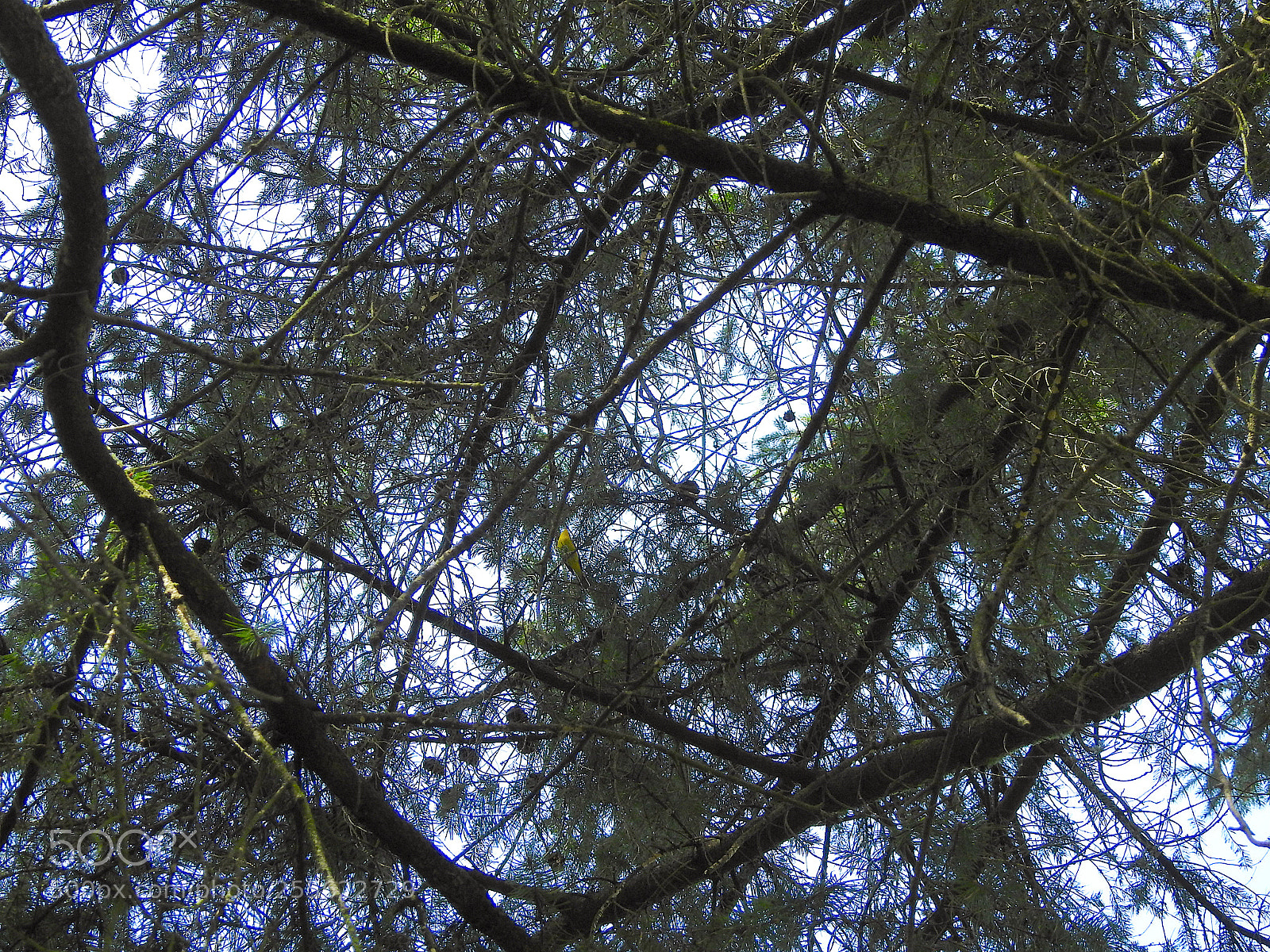 Nikon Coolpix P900 sample photo. Warbler photography