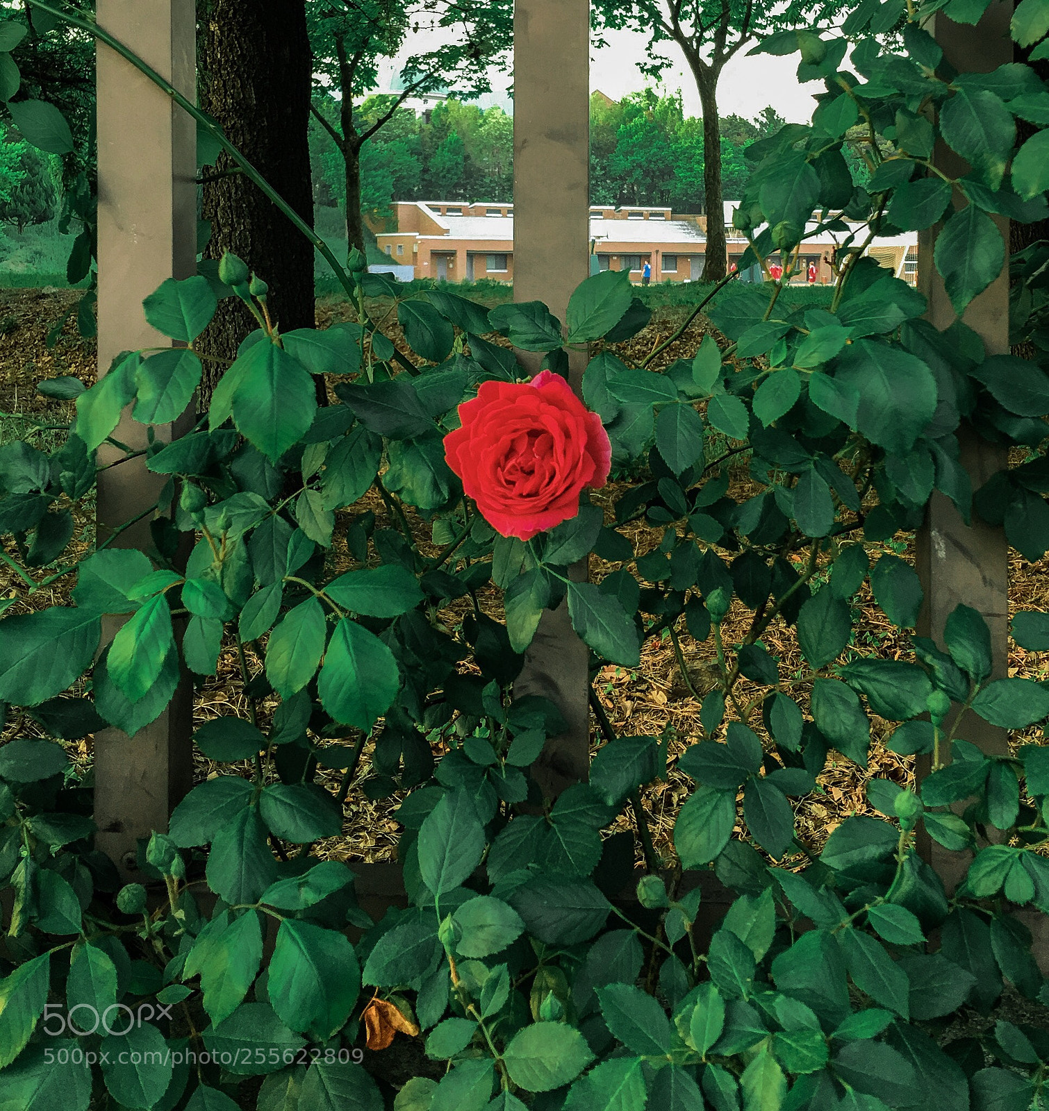 Apple iPhone 6s Plus sample photo. 장미는 외롭다 photography