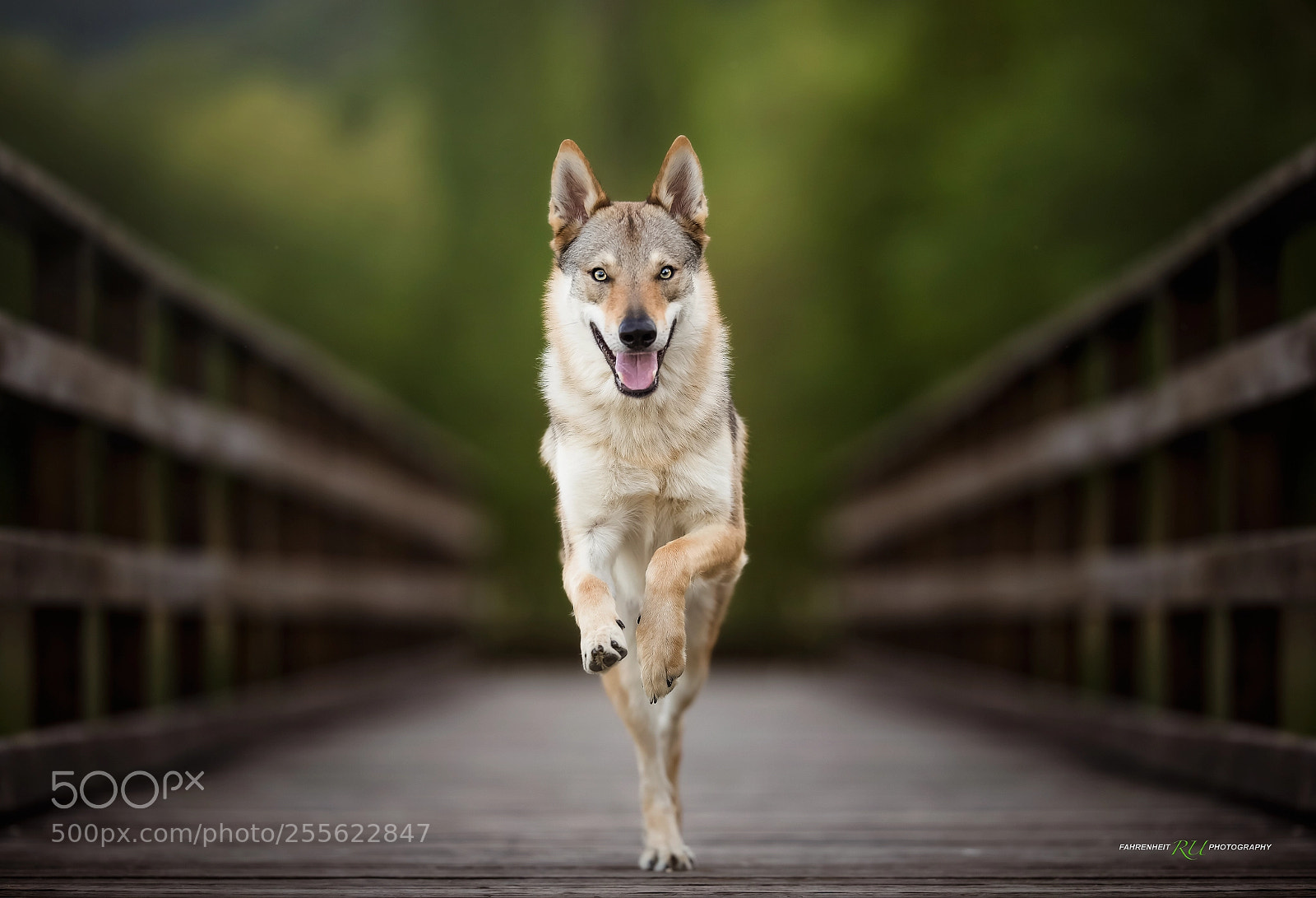 Canon EOS-1D X sample photo. The wolf dance photography
