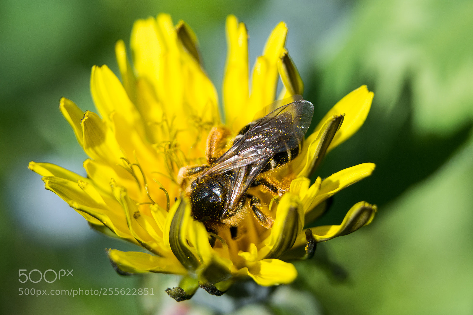 Nikon D5200 sample photo. Bee photography