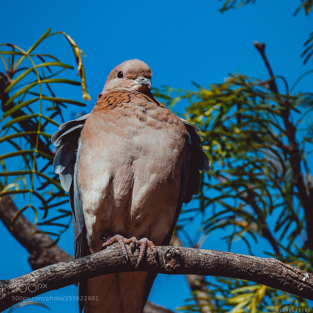 Canon EOS 7D Mark II sample photo. The laughing dove photography