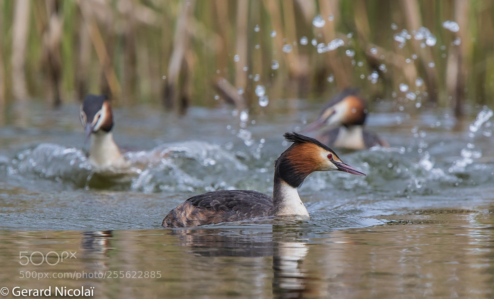 Canon EOS 7D Mark II sample photo. Great crested grebes in photography