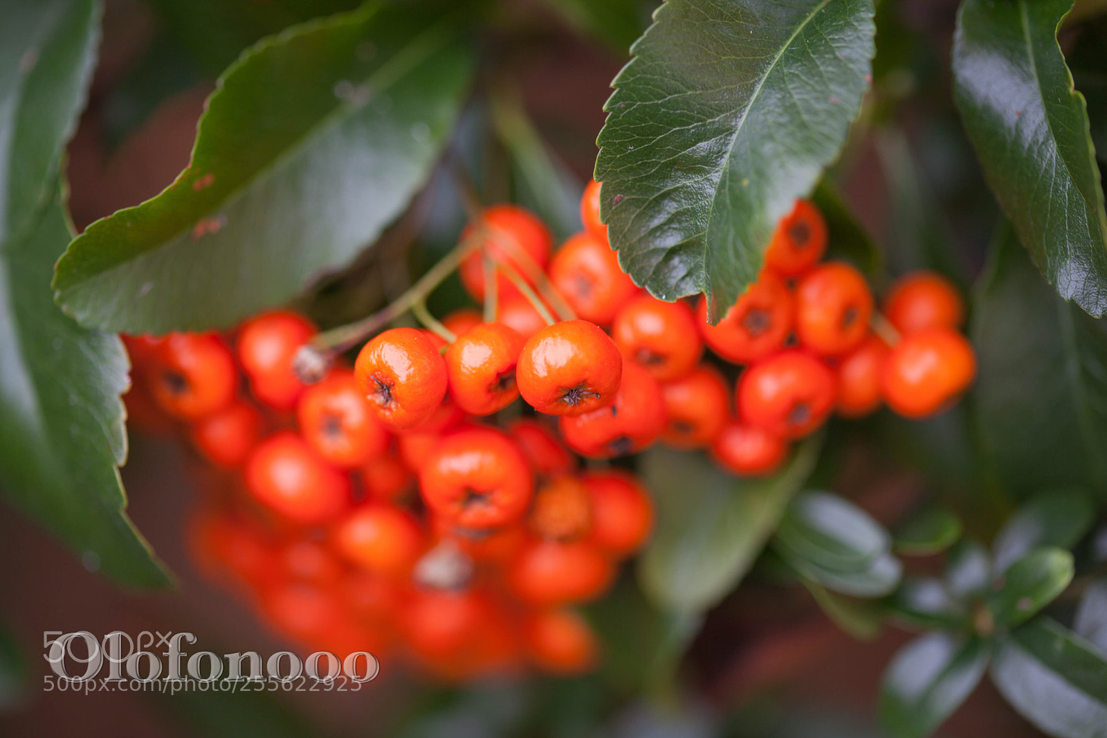 Canon EOS 5D Mark II sample photo. Bright berries photography