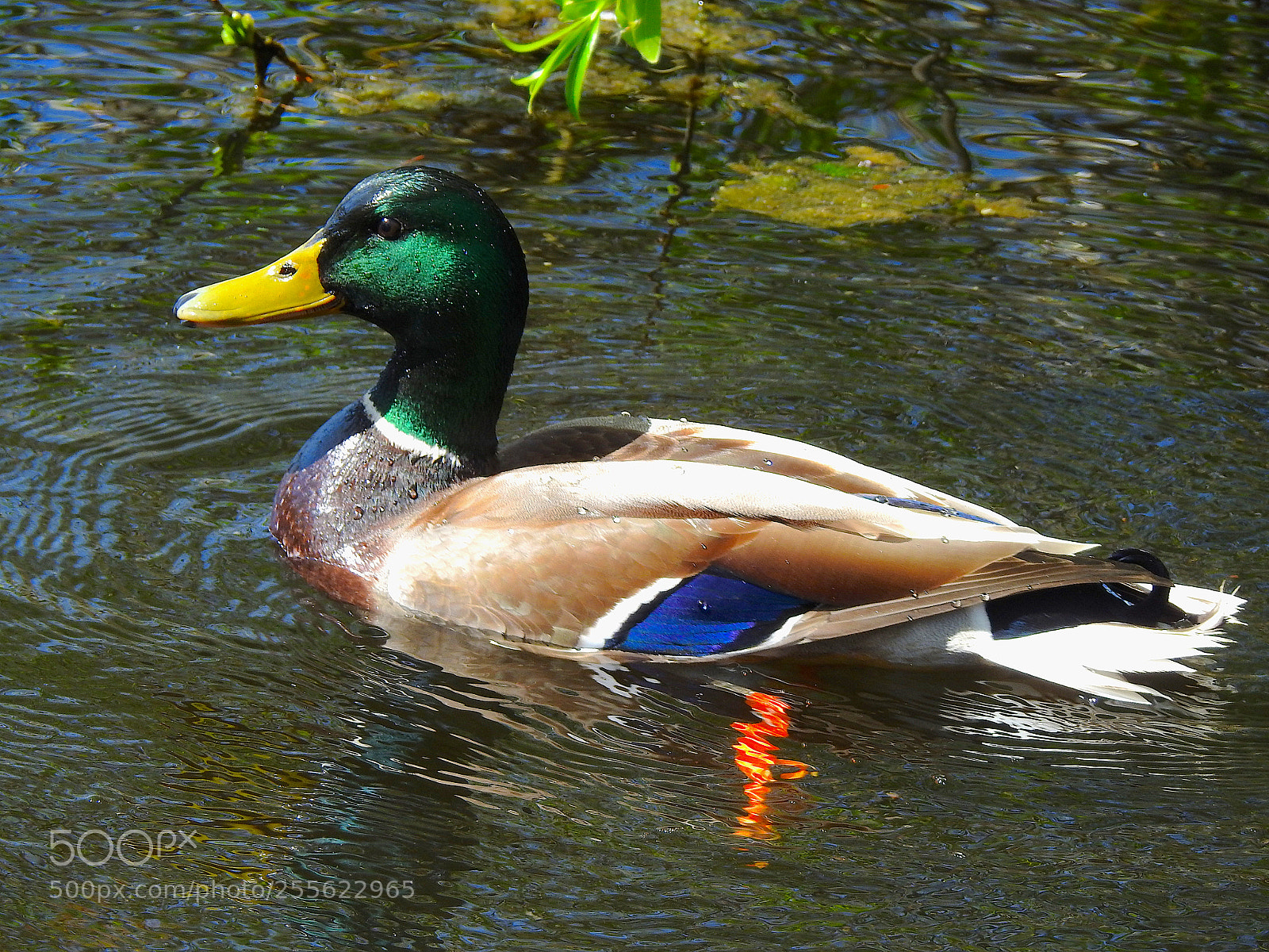 Nikon Coolpix P900 sample photo. Mallard photography