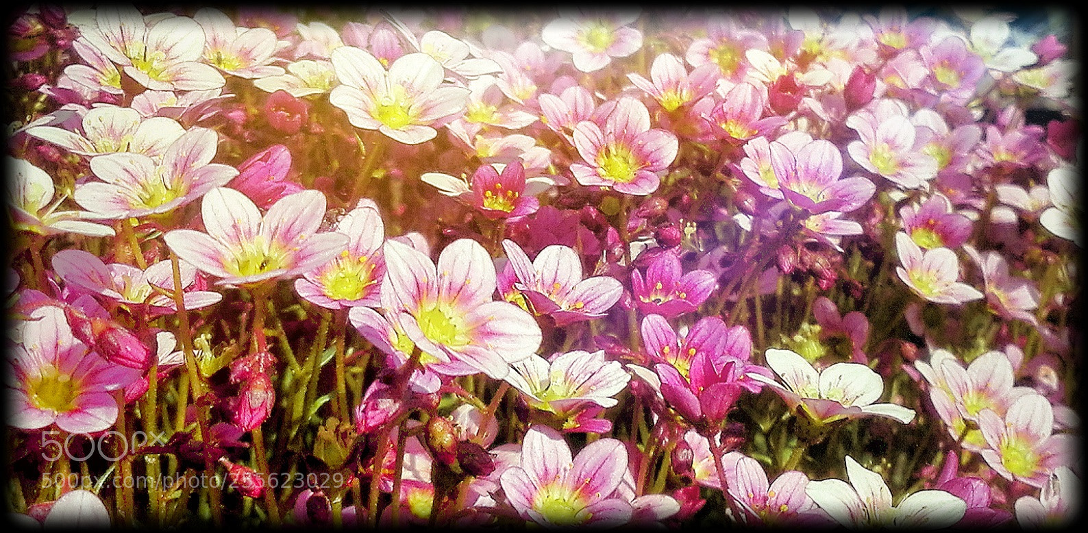 HUAWEI P8 Lite sample photo. Untitled photography