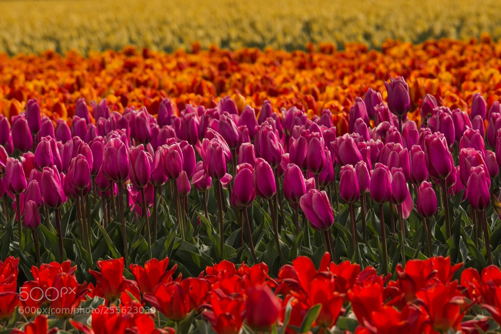 Nikon D7200 sample photo. Tulip fields photography