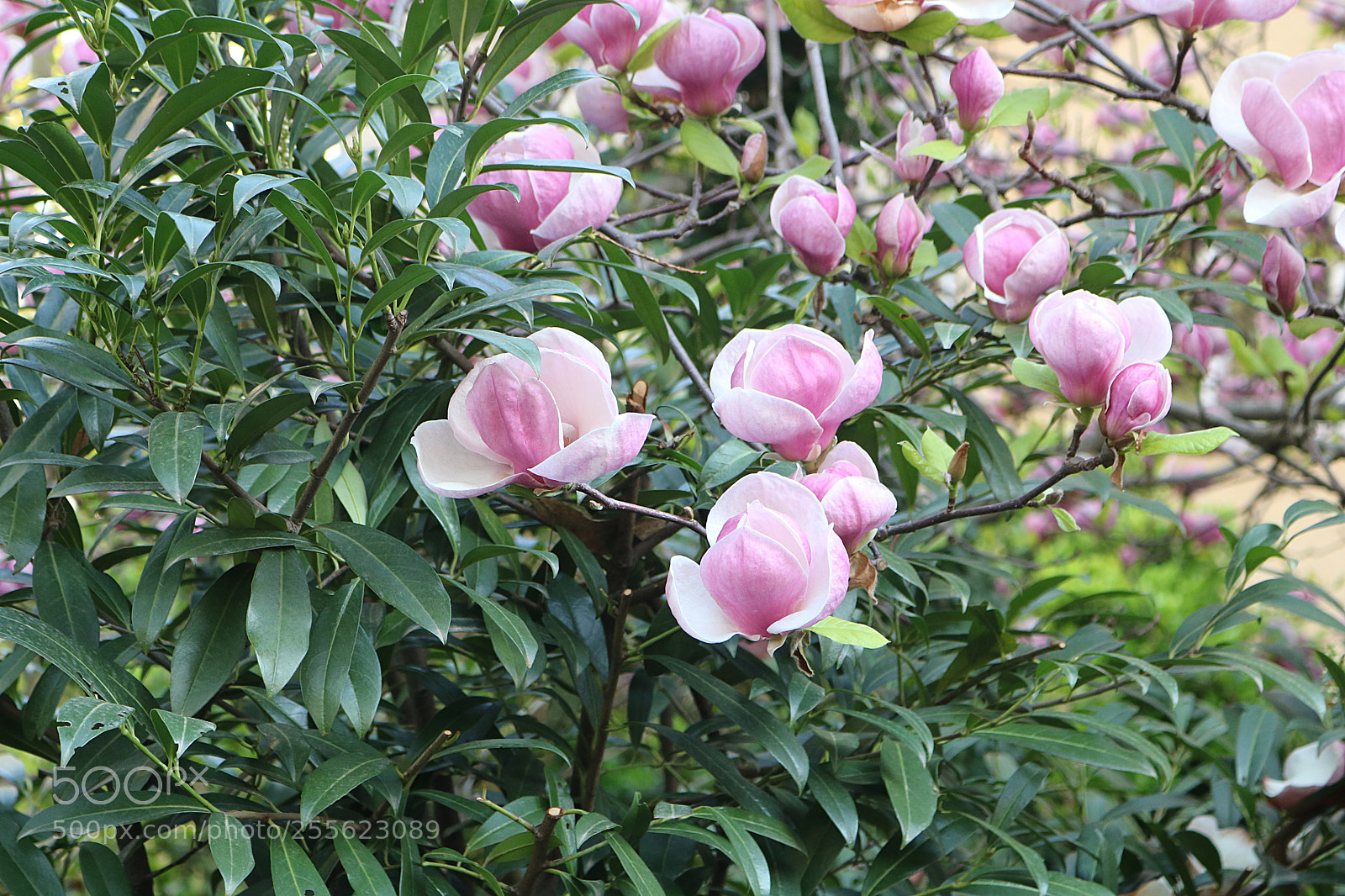 Canon EOS 750D (EOS Rebel T6i / EOS Kiss X8i) sample photo. Magnolia photography
