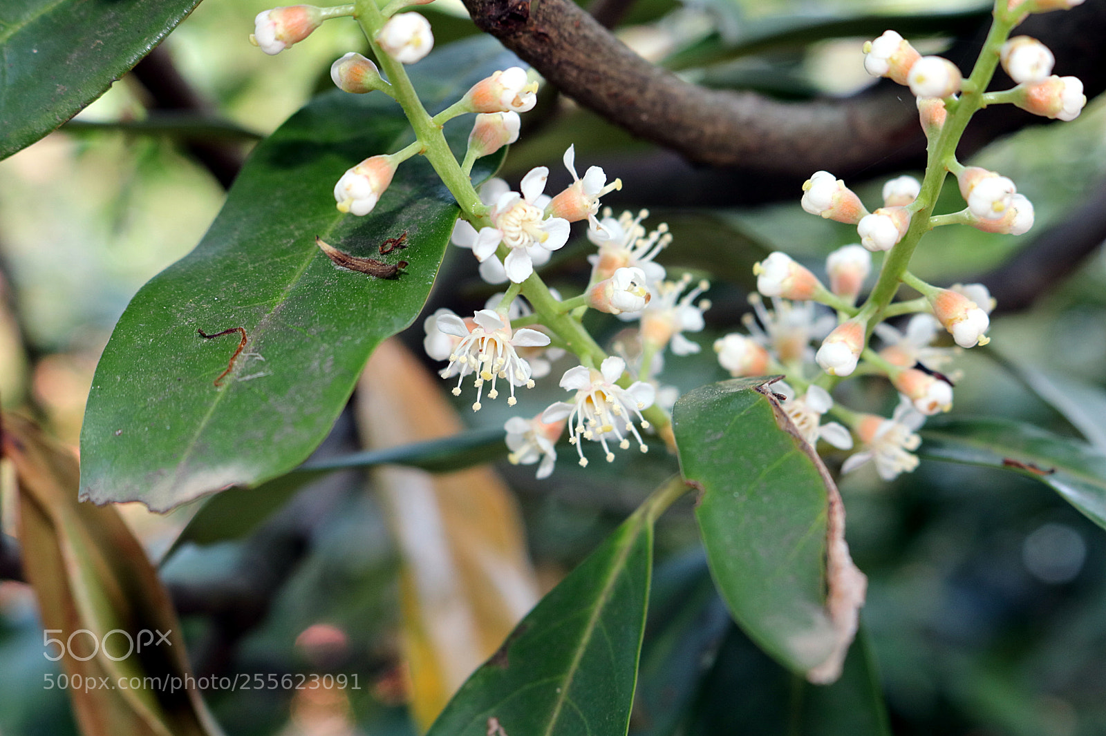 Canon EOS 750D (EOS Rebel T6i / EOS Kiss X8i) sample photo. Prunus laurocerasus - lovorikovec photography