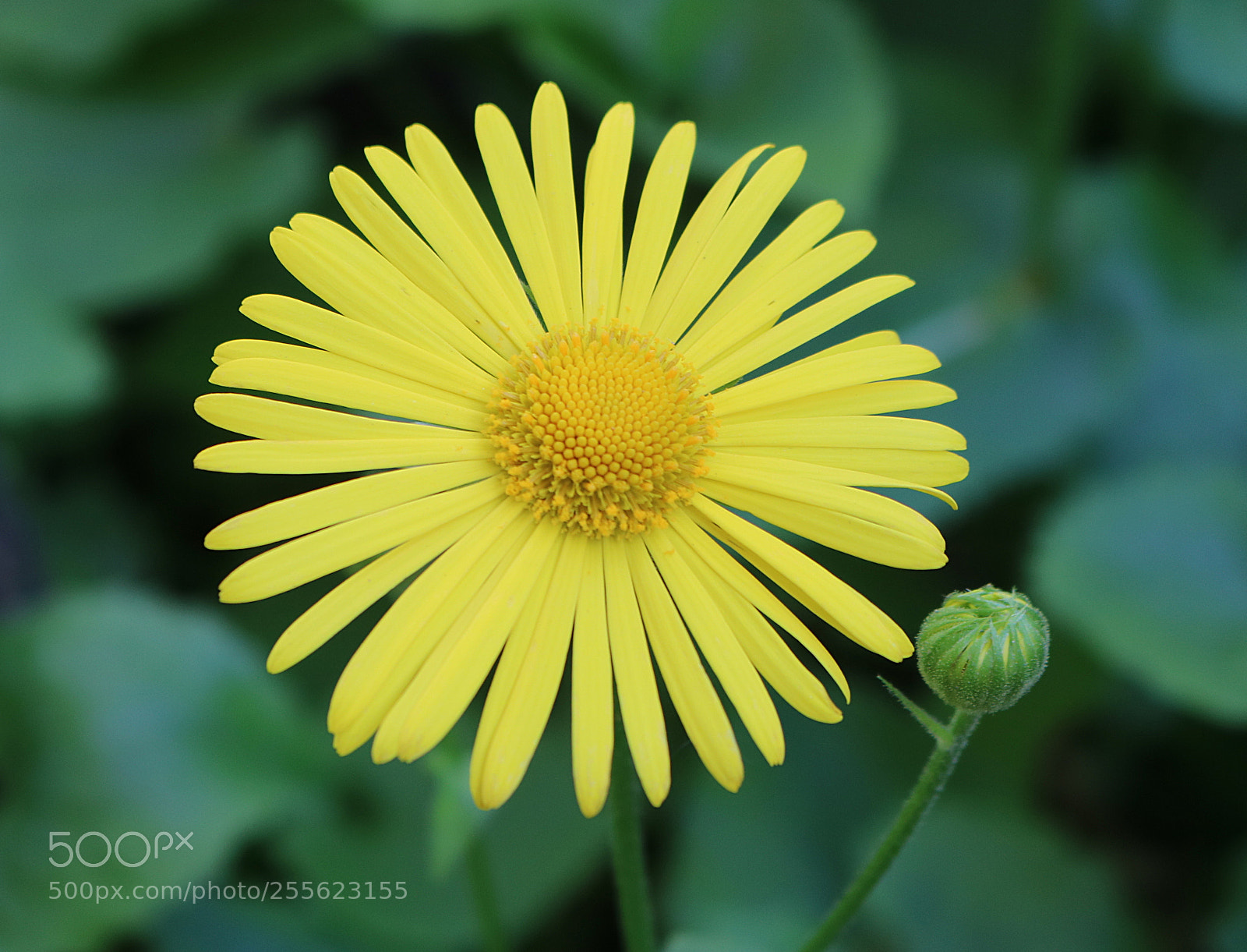 Canon EOS 750D (EOS Rebel T6i / EOS Kiss X8i) sample photo. Doronicum - divjakovec photography