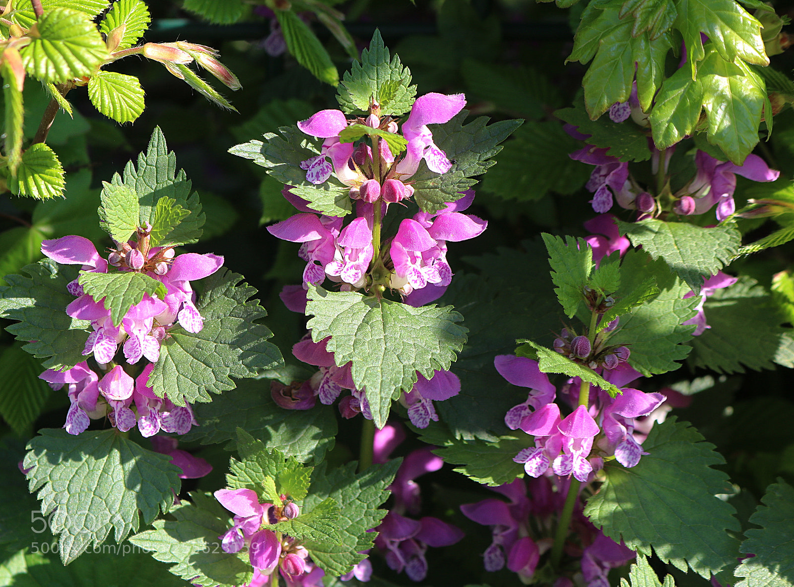 Canon EOS 750D (EOS Rebel T6i / EOS Kiss X8i) sample photo. Mrtva kopriva (lamium purpureum) photography