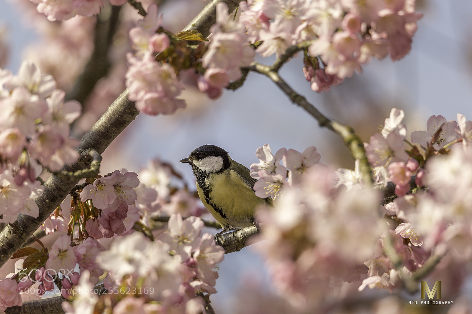 Canon EOS 6D sample photo. April photography