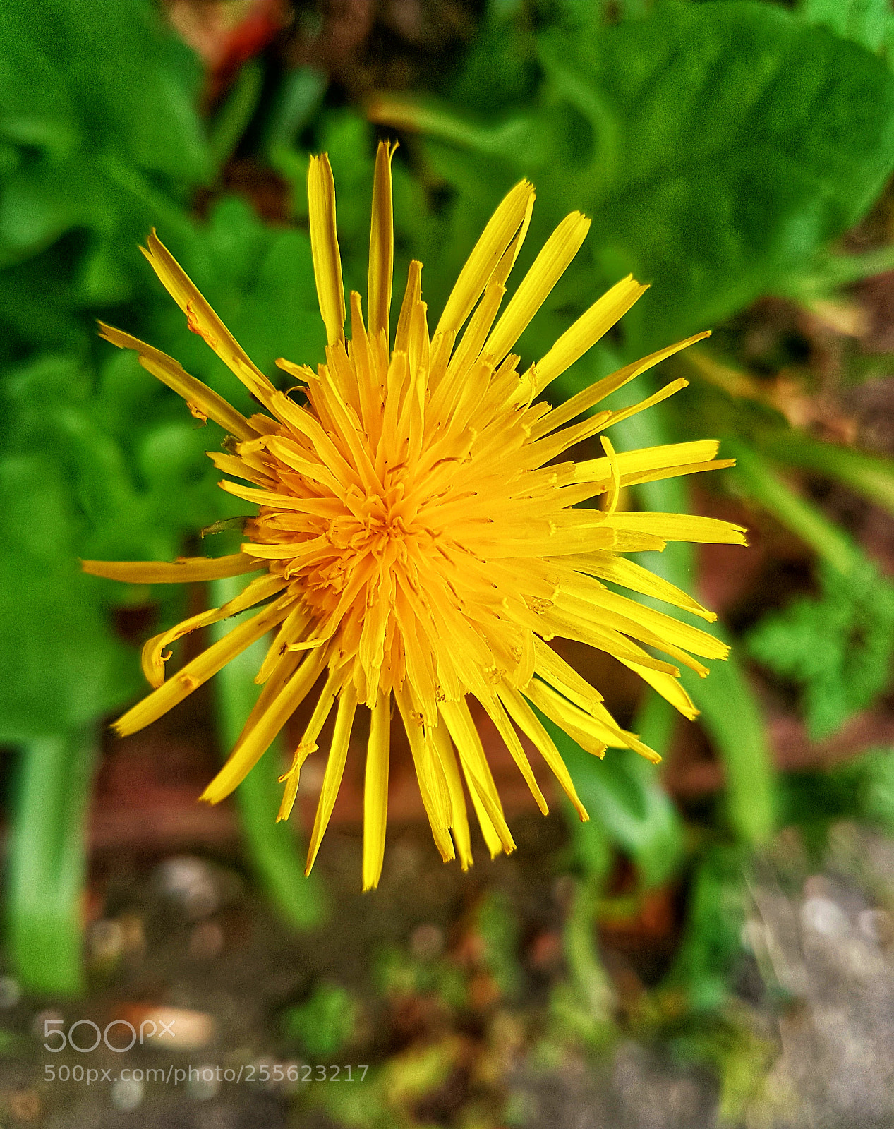 Samsung Galaxy S7 Edge sample photo. Dandelion! photography