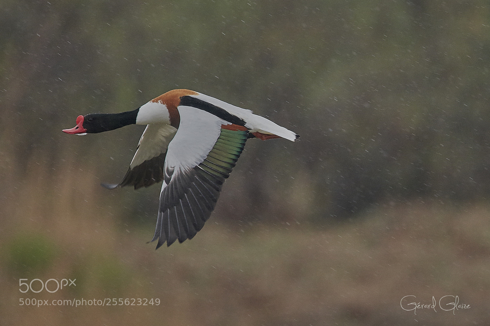 Nikon D500 sample photo. Common shelduck photography