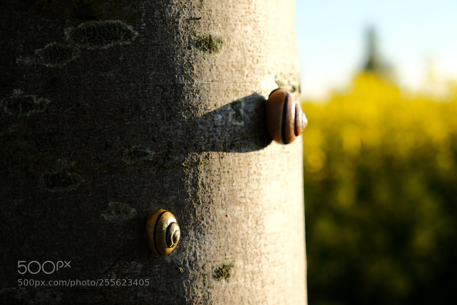 Fujifilm X-T2 sample photo. Zwei schnecken photography