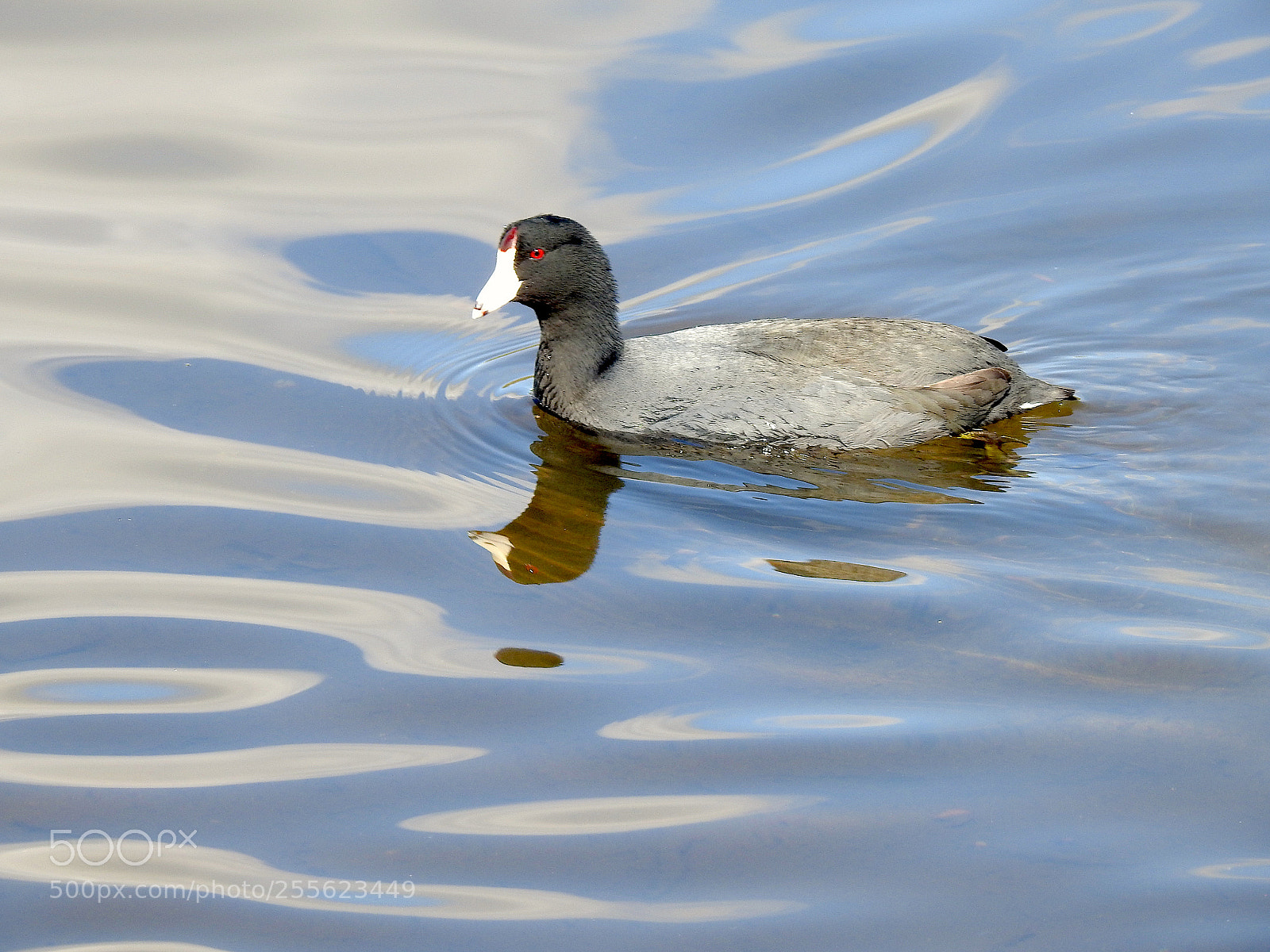 Nikon Coolpix P900 sample photo. Coot photography